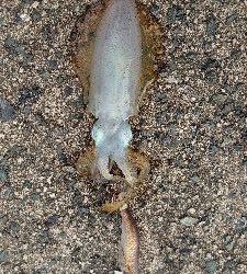 サイトエギング