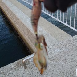 朝マヅメエギング