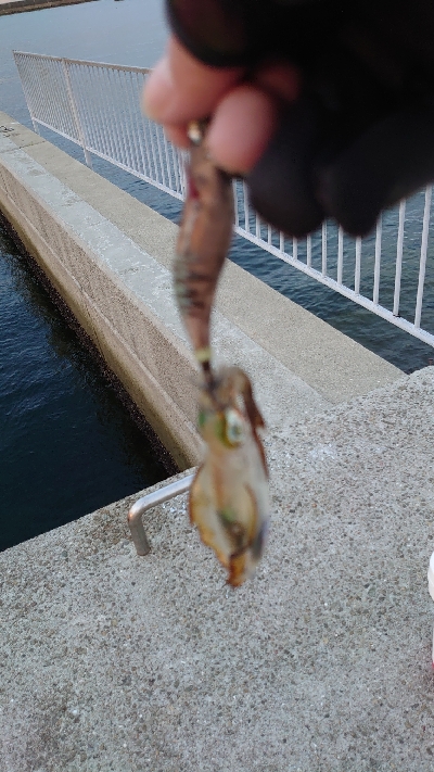 朝マヅメエギング