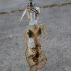 朝マヅメエギング