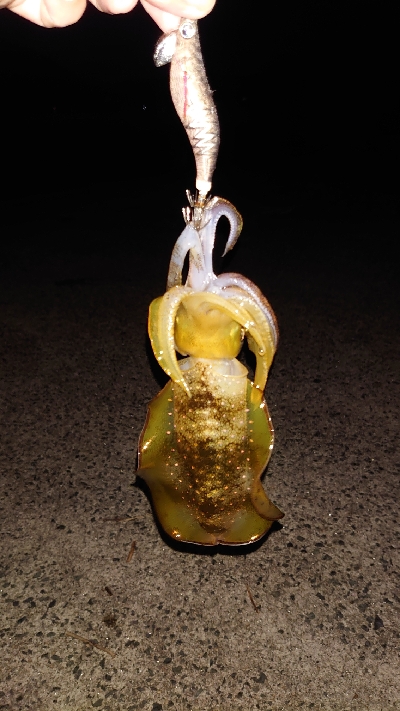 トンカツサイズも混じりだした!？