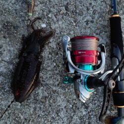 まだコロッケサイズ