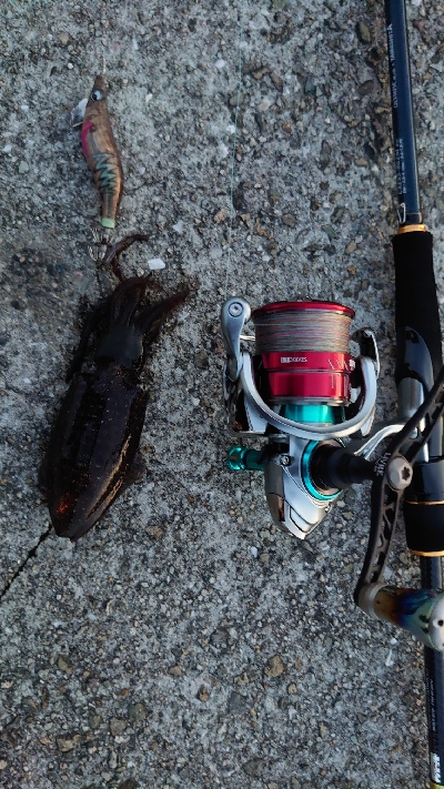 まだコロッケサイズ