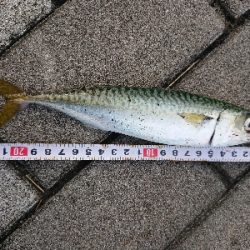 アジングのつもりが