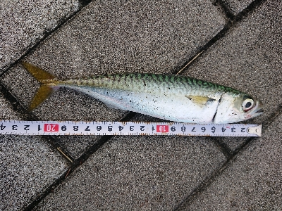 アジングのつもりが