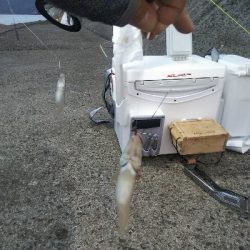 苅屋海岸のキス釣り