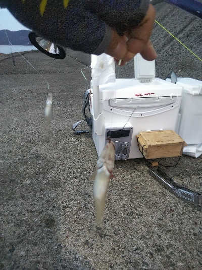 苅屋海岸のキス釣り