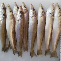 苅屋海岸のキス釣り