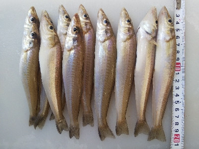 苅屋海岸のキス釣り