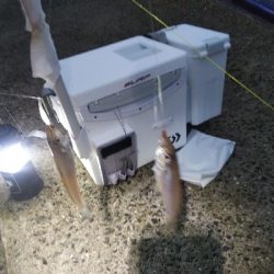 苅屋海岸のキス釣り