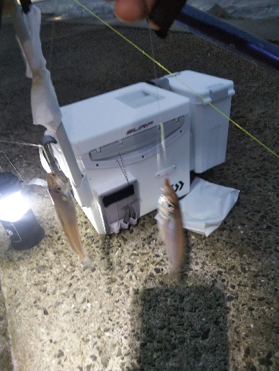 苅屋海岸のキス釣り