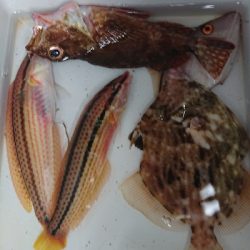 今年初のカワハギ狙い