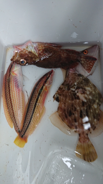 今年初のカワハギ狙い