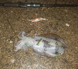 サーファーには、イイ波でした