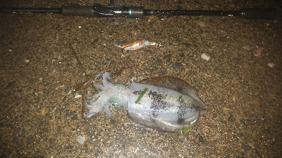 サーファーには、イイ波でした