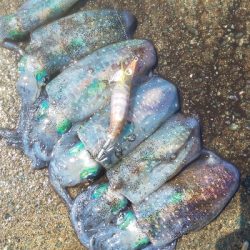 地震の影響？魚不在