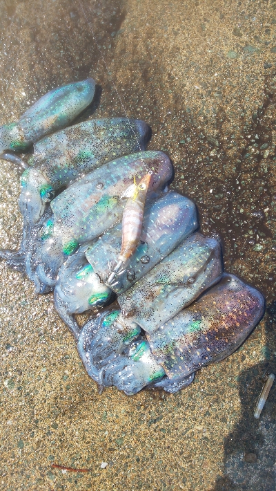 地震の影響？魚不在