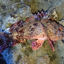 グルーパーゲーム