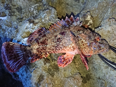 グルーパーゲーム