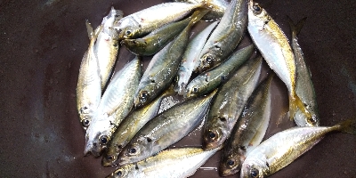 もう少しかな？