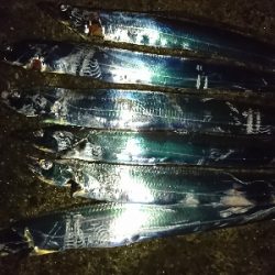 ショアジギング 陸っぱり 釣り 魚釣り 釣果情報サイト カンパリ