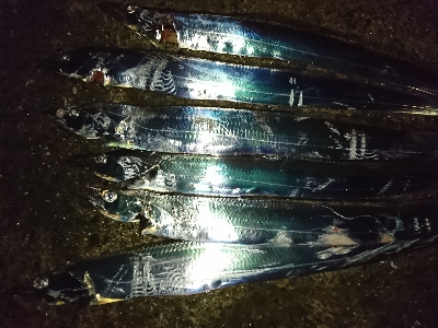 そろそろシーズンインかな