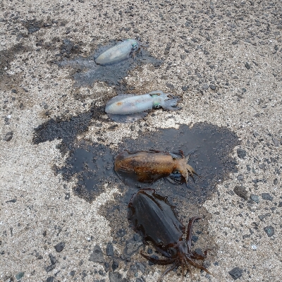 対馬出張でエギング