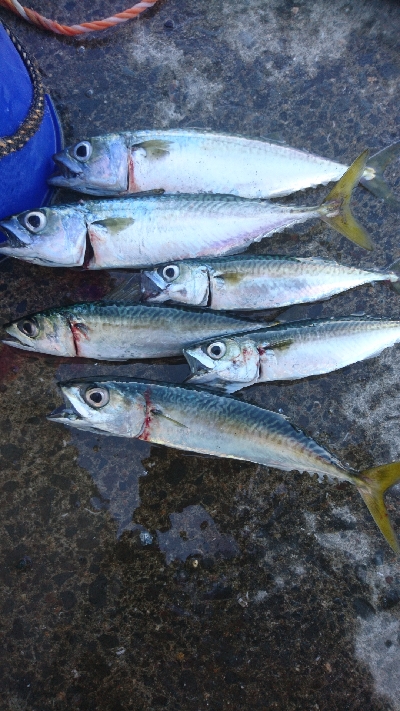 またもやサバ祭り