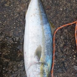 今年初太刀魚&ツバス