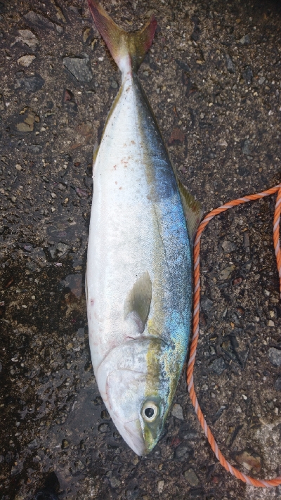 今年初太刀魚&ツバス