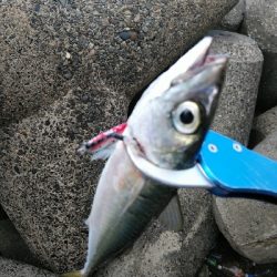 大阪湾まだまだサバラッシュ