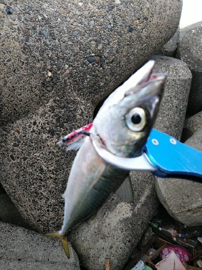 大阪湾まだまだサバラッシュ