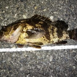 タケノコメバル35cm