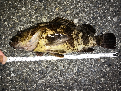 タケノコメバル35cm