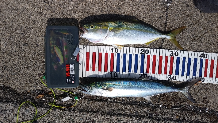 マゴチ、サゴシ、ツバス