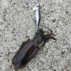 アオリイカ調査