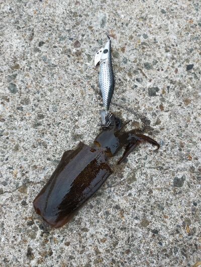 アオリイカ調査