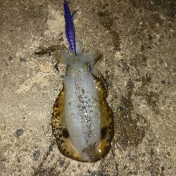 エギング楽しい