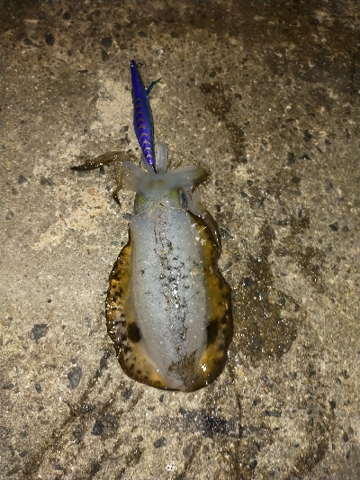 エギング楽しい