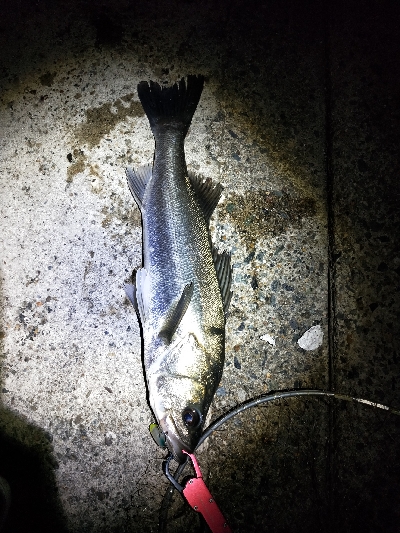 仕事終わりの夜遊び