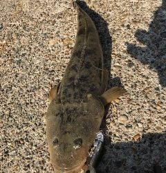 マゴチがコチーン！