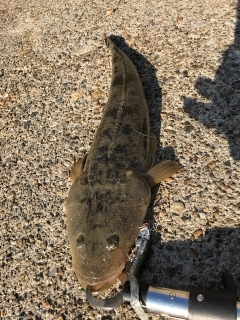 マゴチがコチーン！