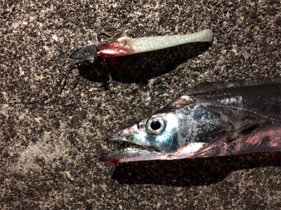 サメのちタチウオ