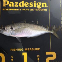 台風前にまた筏に‼️