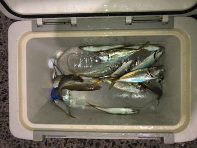 アジングと根魚