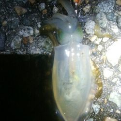 アオリイカ15超え！アナハゼ1匹！、カマス1匹！