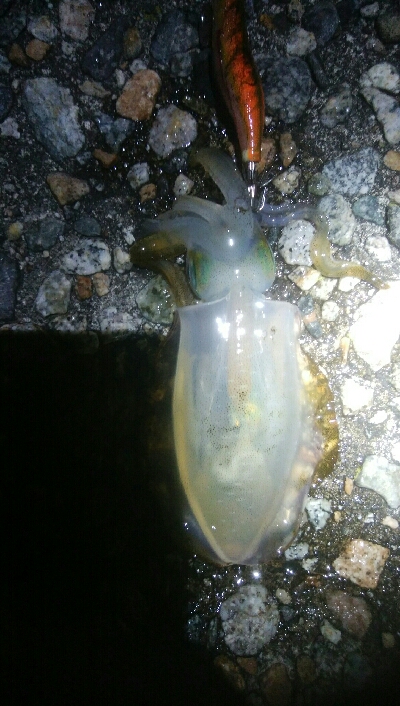 アオリイカ15超え！アナハゼ1匹！、カマス1匹！