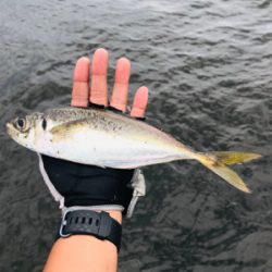 コスモスクエア釣果