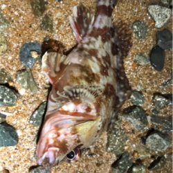 まあまあなガシラ