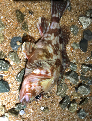 まあまあなガシラ